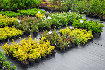 Young spirea plants in plastic pots, seedling of trees, bushes, plants at plant nursery.の写真素材