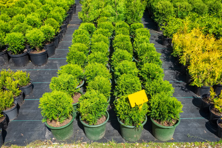 Thuja and cypresses potted plants for sale on tree farm.の写真素材