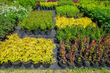 Spirea plants in plastic pots, seedling of plants at plant nursery.の写真素材