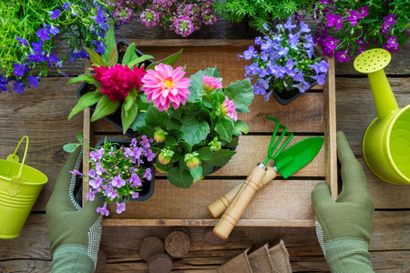 Gardener hands holds flower tray with several flower pots.の写真素材