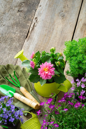 Seedlings of garden flowers in flowerpots.の写真素材