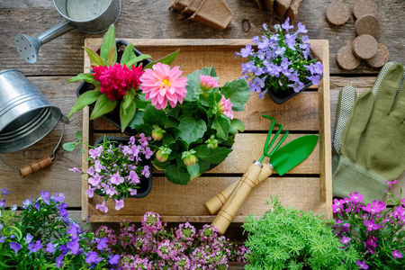 Seedlings of garden flowers on wooden tray, watering can, bucket, shovel, rake, gloves. Top view. Copy space for text.の写真素材