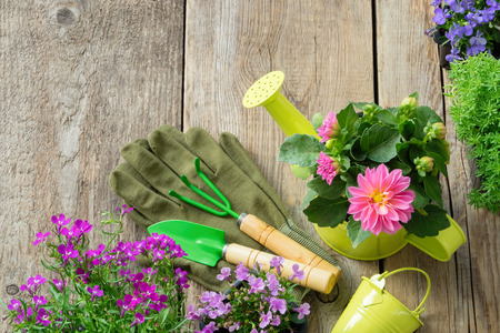 Seedlings of garden flowers in flowerpots. Garden equipment: watering can, bucket, shovel, rake, gloves. Top view. Copy space for your text.の写真素材