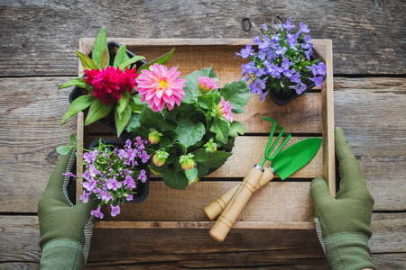 Gardener hands holds a wooden tray with several flower pots and shovel, rake. Top view.の写真素材