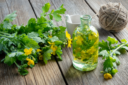 A bottle of tetterwort tincture or oil and fresh Chelidonium majus plant.の写真素材