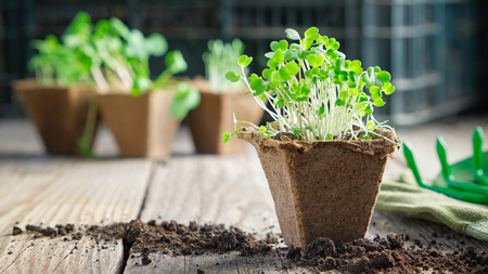 Green growing  seedlings of garden plants for planting, sprouts of arugula on foreground.の写真素材