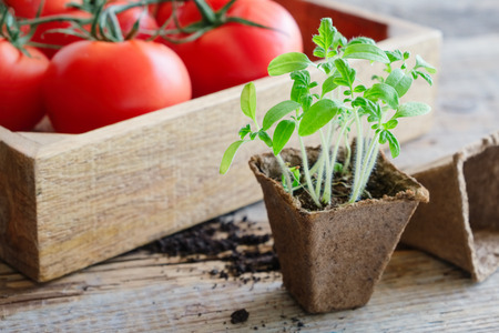 Green growing  seedlings of tomatoes and red ripe tomatoes in wooden crateの写真素材