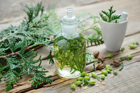 Bottle of Thuja infusion or oil, mortar and Thuja cones. Herbal medicine.の写真素材
