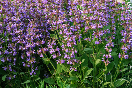 Blossom Sage flowers in garden. Salvia officinalis plants.の写真素材
