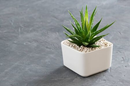 Haworthia succulent in pot on gray concrete background. Copy space for text.の写真素材
