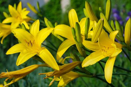 Yellow  lilies on flower bed.の写真素材