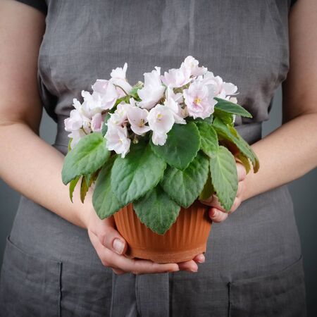 Woman holding a Potted pink Saintpaulia violet flower in her hands.の写真素材