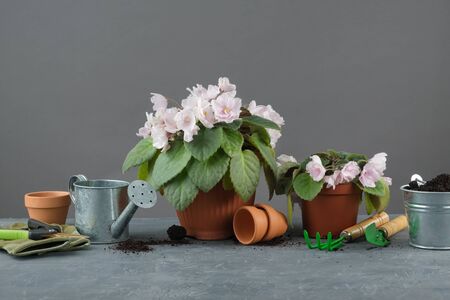 Potted Saintpaulia violet flowers. Planting potted flowers and garden tools for pot plants.の写真素材