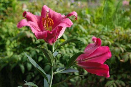 Red lilies on flower bed in gardenの写真素材