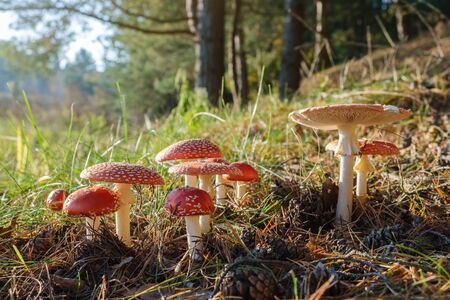 Group of red fly agaric mushrooms in the autumn forest. Amanita muscaria mushrooms in sunlight.