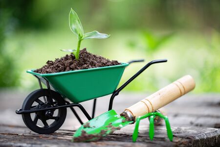 Small wheelbarrow with growing seedling in the soil. Rake and shovel on wooden board in garden. Selective focus.の写真素材