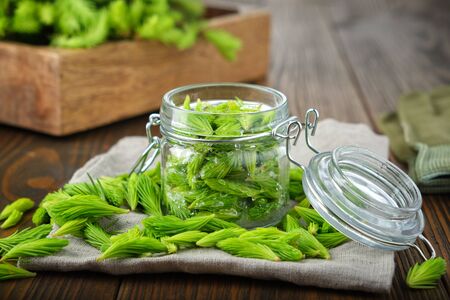 Jar of spruce tips for cooking syrup or honey from fir buds and needles, twigs of fir tree on wooden table. Making spruce tips drugs at home. Alternative medicine.の写真素材