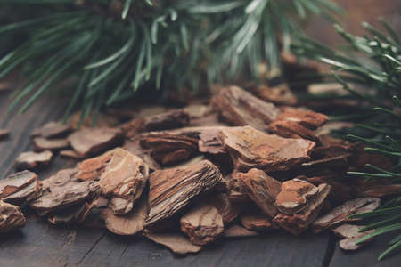 Pine bark and branches of pine tree.の写真素材