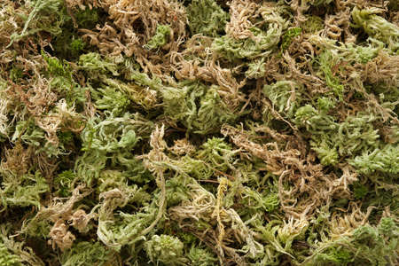 Dry sphagnum moss background.