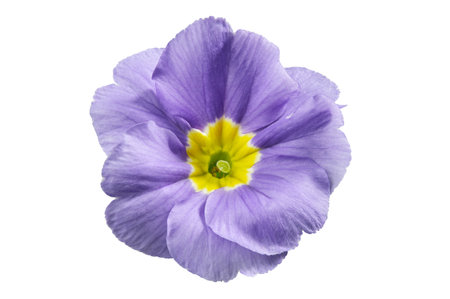 Primula flower, isolated on white. Blue primrose close up.の写真素材