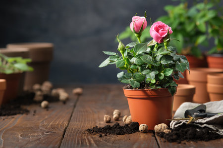 Pink rose in a pot, flower pots, soil, expanded clay, garden pruner on background.の写真素材