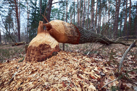 Fallen tree with beaver teeth marks. Tree trunk nibbled by beavers on the river bank in forest.の写真素材