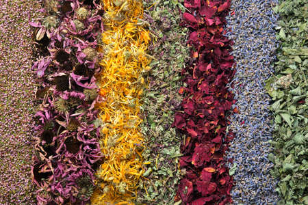 Rows of dry medicinal herbsの写真素材
