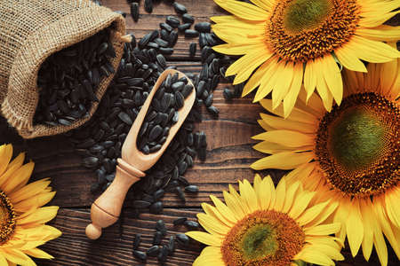 Canvas bag of sunflower seeds, scattered black seeds and beautiful yellow sunflowers on wooden board, top view.の写真素材