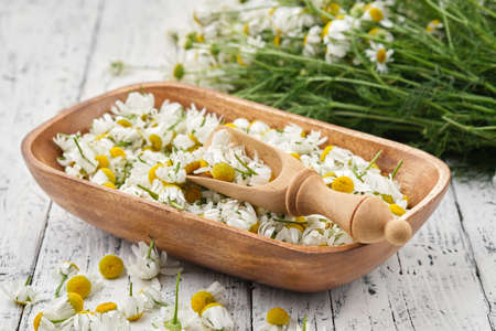 Wooden bowl of plucked daisy flowers, wooden scoop of Chamomile buds and bunch of daisy flowers on white wooden table. Alternative medicine.の写真素材