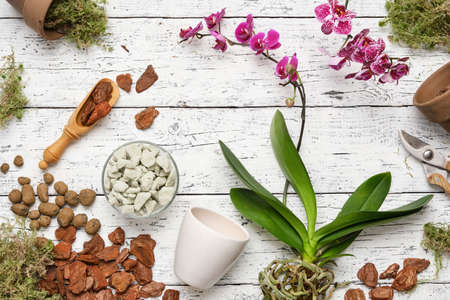 Phalaenopsis orchid flowers. Flowerpots, pine bark, expanded clay, moss and shovel for planting Orchidea flowers in pots. Top view, flat lay.の写真素材