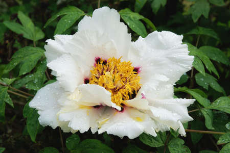 Beautiful tree peony flower. Peony of Gui Fu Ren suffruticosa variety.の写真素材