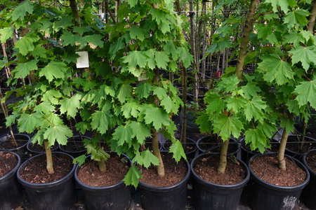 Row of young maple trees in plastic pots. Seedling trees in plant nursery.の写真素材