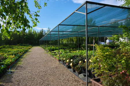 Plants in plastic pots, seedling of plants and flowers at plant nursery.の写真素材