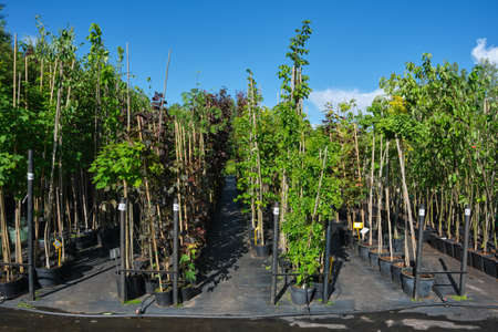Rows of young trees in plastic pots. Rows of potted seedling of trees at plant nursery.の写真素材
