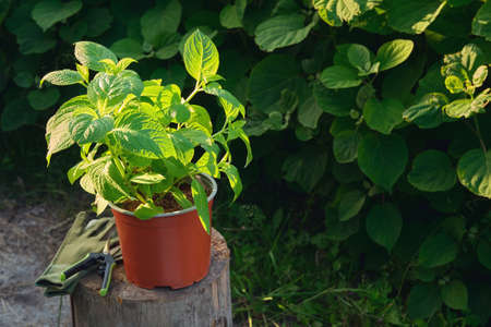 Hydrangea flower in a pot. Hortensia macrophylla - latin name of plant. Hydrangea plants on...