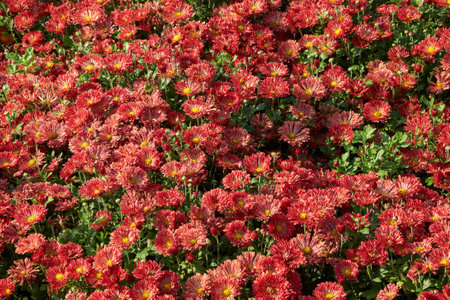 Background of red chrysanthemum flowers.の写真素材