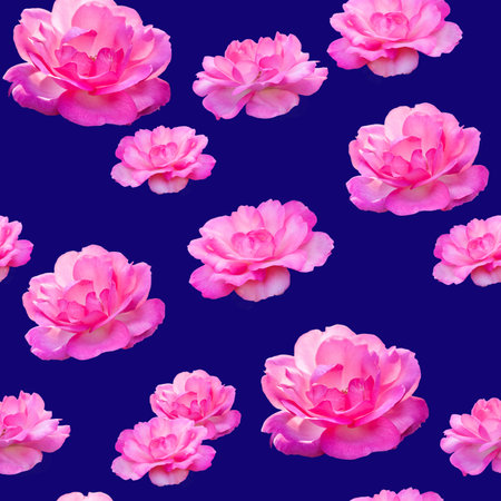 Beautiful seamless pattern of pink rose flowers. Roses pattern for design on blue background.の写真素材