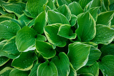 Hosta plant, plantain lily leaves with water drops, top view.の写真素材