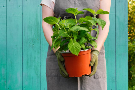 Woman gardener holds a pot with a seedling of Hydrangea flower in her hands. Hortensia macrophylla - latin name of plant.の写真素材