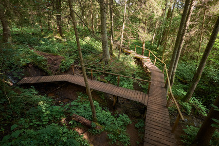 Pedestrian wooden eco trails, bridge over sources. Holy springs ecological trail, Minsk district, Belarus.の写真素材