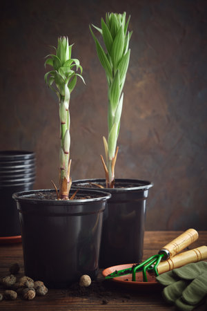Two lilies in a flower pot. Two lily seedlings in pots. Gardening tools - spatula and rake, gloves, plastic flower pots, soil and expanded clay for transplanting.の写真素材