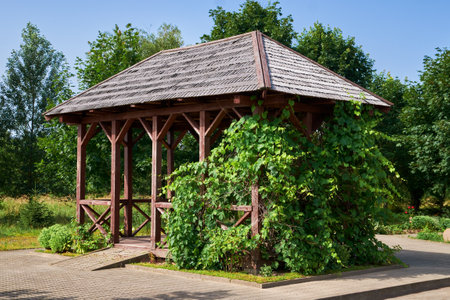 Wooden gazebo in backyard or in summer garden. Summerhouse pergola entwined with vine leaves.の写真素材