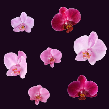 Set of orchids isolated on dark purple background. Orchid flowers for design and for creating seamless patterns.の写真素材