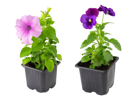 Pansies viola tricolor and Petunia flowers in plastic pots, isolated on white.の写真素材