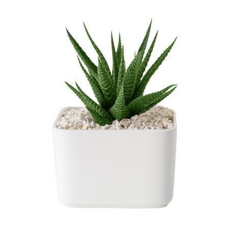 Haworthia succulent close up in a white pot. Isolated.の写真素材