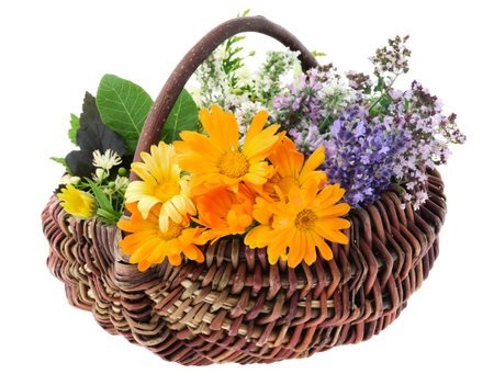Basket full of healthy fresh medicinal herbs, isolated. Calendula, lavender, oregano, balm mint, melissa flowers. Alternative herbal medicine.の写真素材