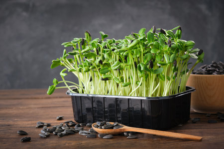Sunflower seeds sprouts for a healthy diet food. Microgreens. Green growing seedlings.の写真素材