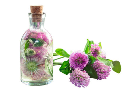 Clover tincture or infusion and clover flowers bunch, isolated.の写真素材