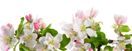 Branch of blossom spring apple tree, isolated.の写真素材