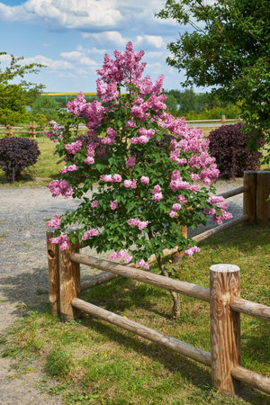 Spring blossom lilac bush and wooden village rustic fence. garden design.の写真素材